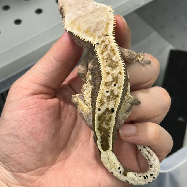 핀스트라이프 달마시안