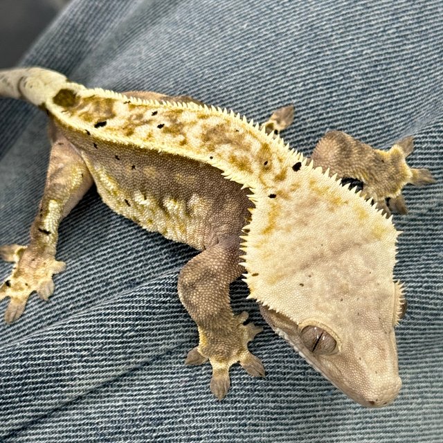 핀스트라이프 달마시안