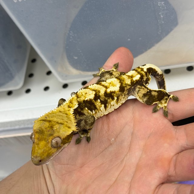 익스트림할리퀸 트라이