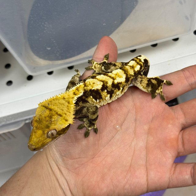 익스트림할리퀸 트라이