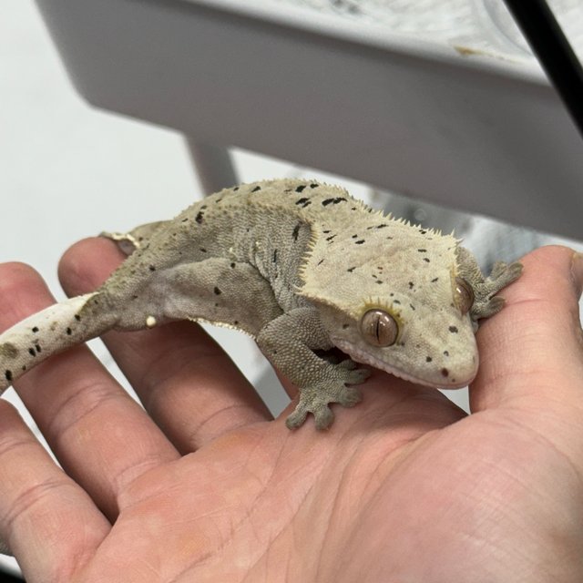 100%헷아잔틱 슈퍼달마시안