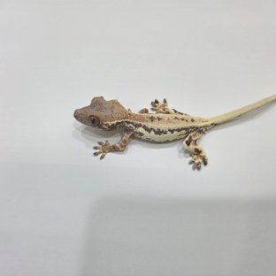 프라푸치노 화이트스팟 화이트핀