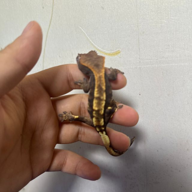세이블