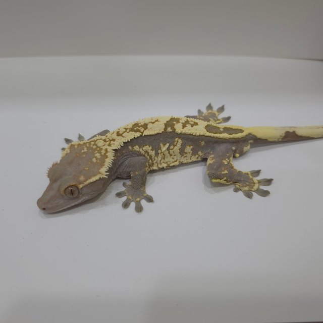 카푸치노 화이트스팟 화이트크라운 화이트핀