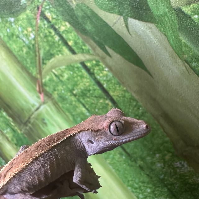 세이블