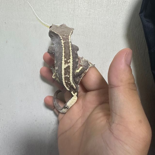 카푸치노 트라이 화이트스팟