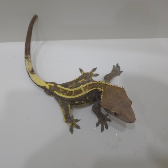 카푸치노 핀스트라이프