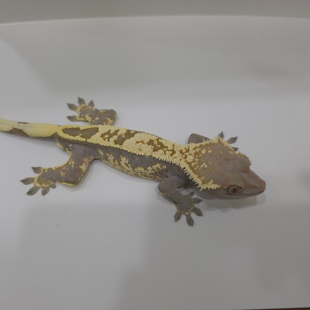 카푸치노 화이트스팟 화이트크라운 화이트핀