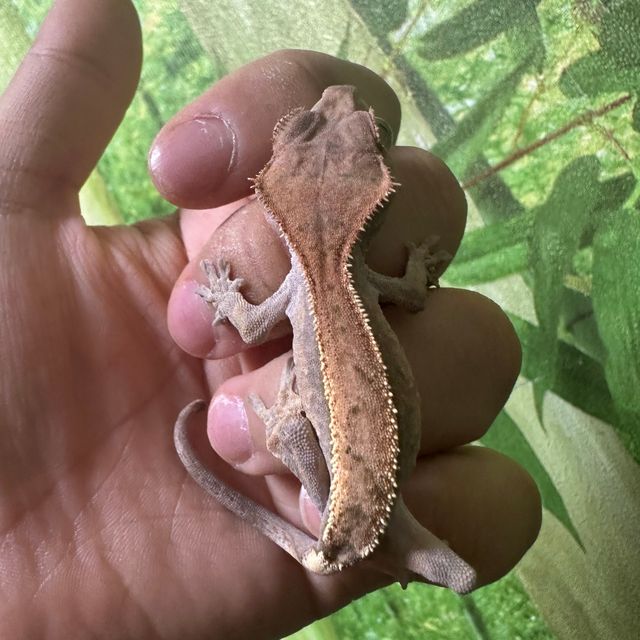 세이블