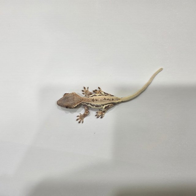 프라푸치노 화이트스팟 화이트핀