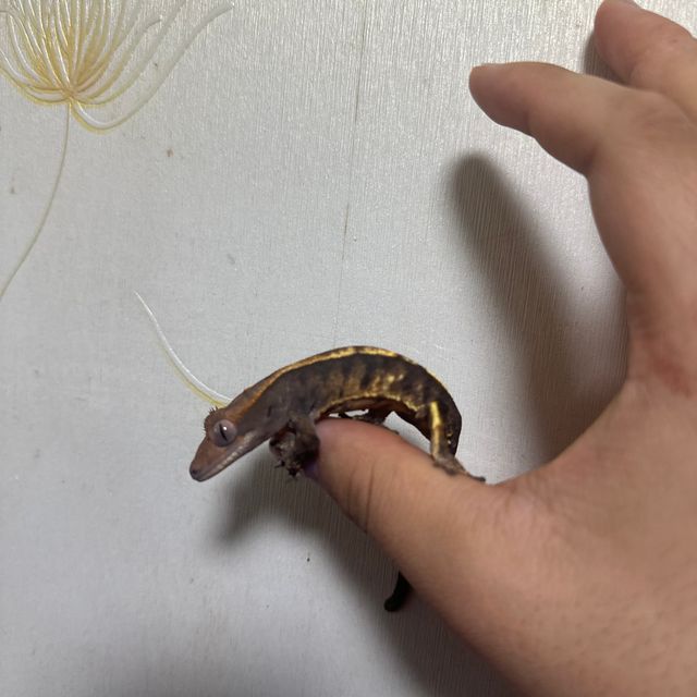 세이블