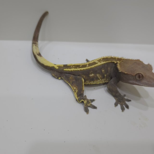 카푸치노 핀스트라이프