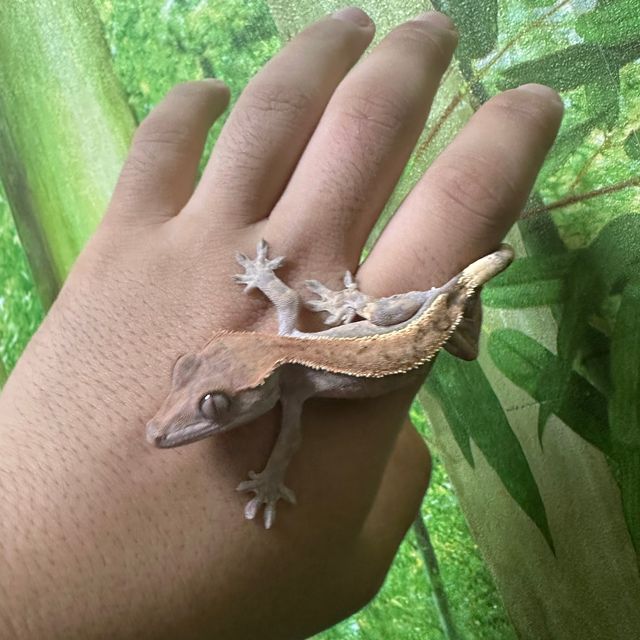 세이블