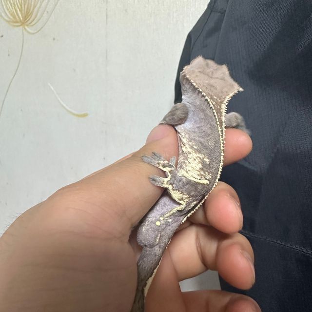 카푸치노 트라이 화이트스팟