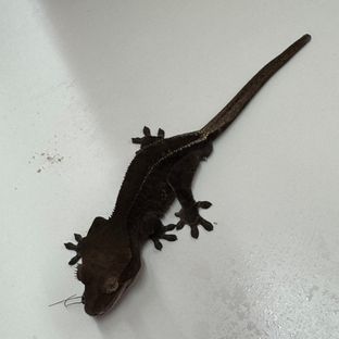 프라푸치노 블랙 다크 엠티백