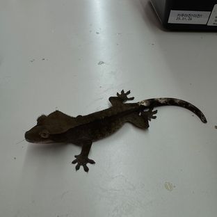 챠콜 알티