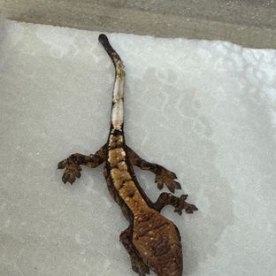 세이블 다크