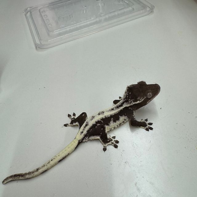 릴잔틱 다크