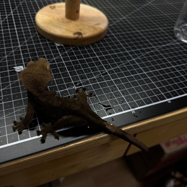 노멀 팬텀 벅스킨 다크