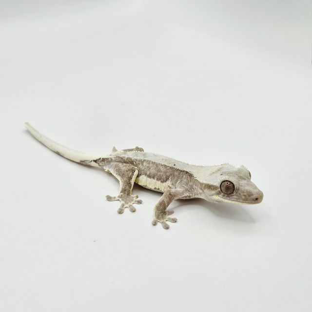 릴잔틱