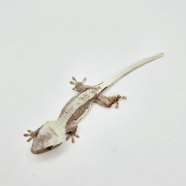 릴잔틱