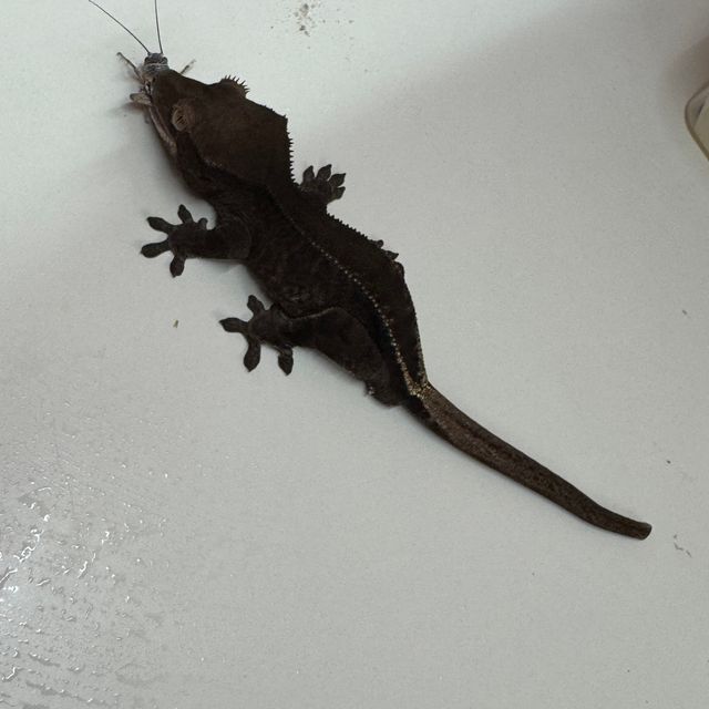 프라푸치노 블랙 다크 엠티백