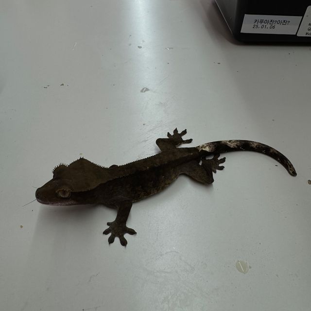 챠콜 알티