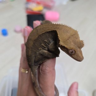 100%헷아잔틱 챠콜