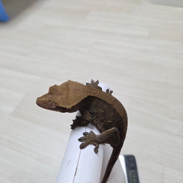 100%헷아잔틱 챠콜