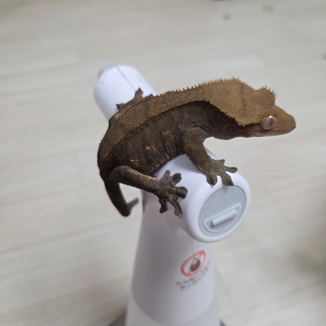 100%헷아잔틱 챠콜