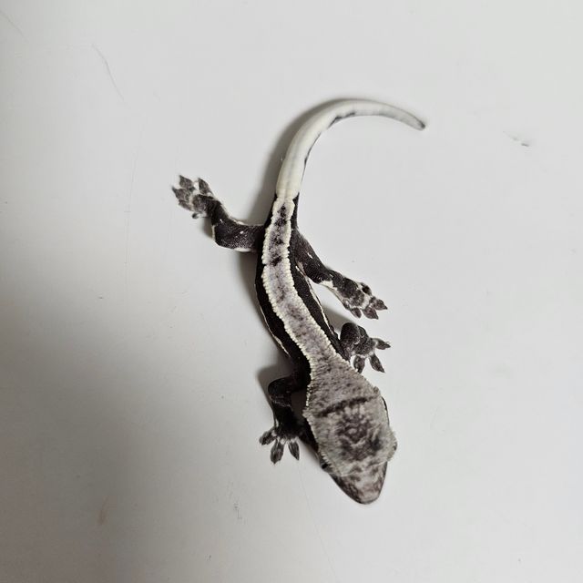 릴잔틱