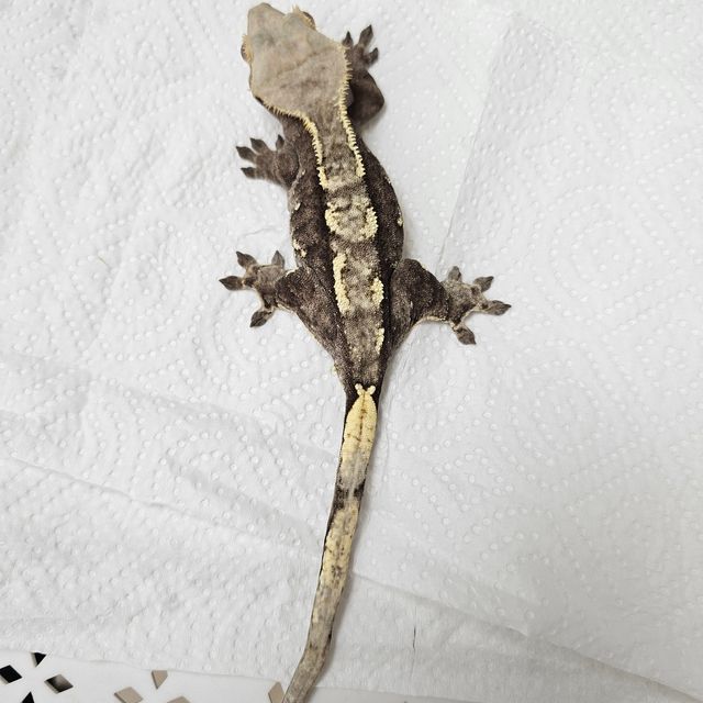 노멀