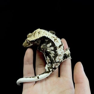 노멀 블랙 화이트