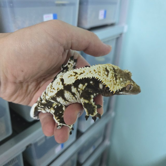 노멀 블랙 화이트