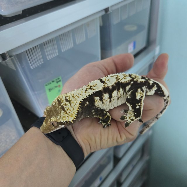 노멀 블랙 화이트