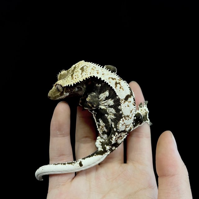 노멀 블랙 화이트