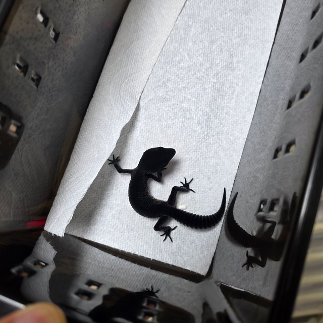 블랙나이트 텐저린