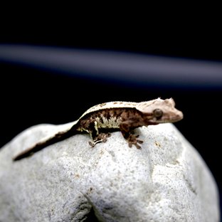 카푸치노 트라이 풀핀