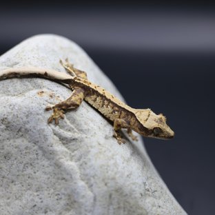 노멀 트라이 텐저린 화이트