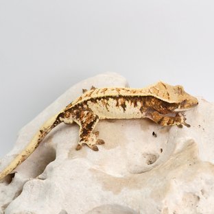 CT250617