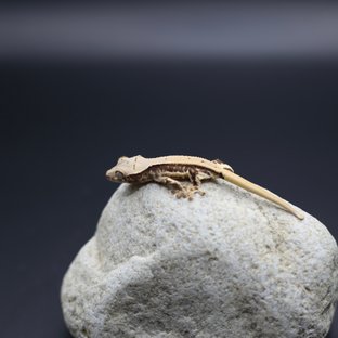 릴리화이트 화이트