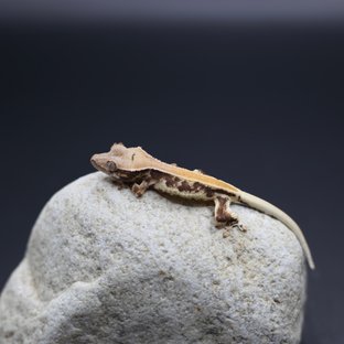 릴리화이트 솔리드백 화이트핀 화이트