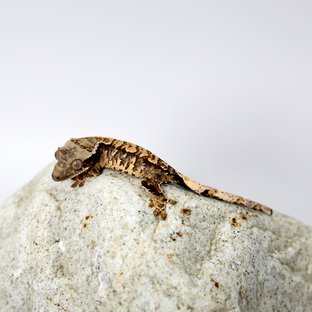 노멀 트라이 화이트포트홀 화이트스팟 텐저린