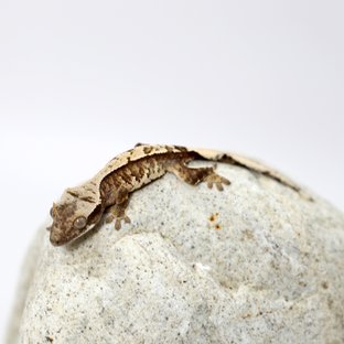 노멀 트라이 화이트 텐저린