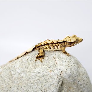 노멀 트라이 화이트 텐저린