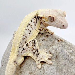 휘핑