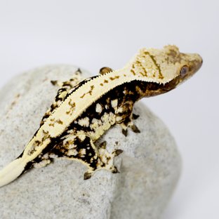 노멀 트라이 화이트스팟 풀핀 다크