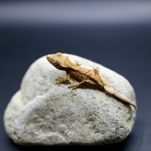 노멀 쿼드 텐저린