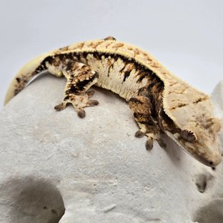 CT250617