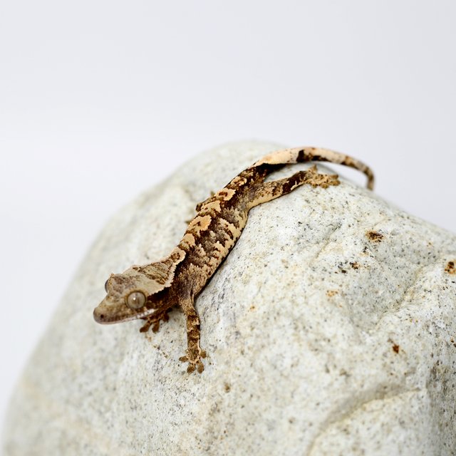 노멀 트라이 화이트포트홀 화이트스팟 텐저린